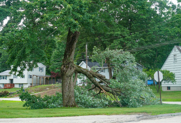 Best Tree Branch Trimming  in White Oak, TX